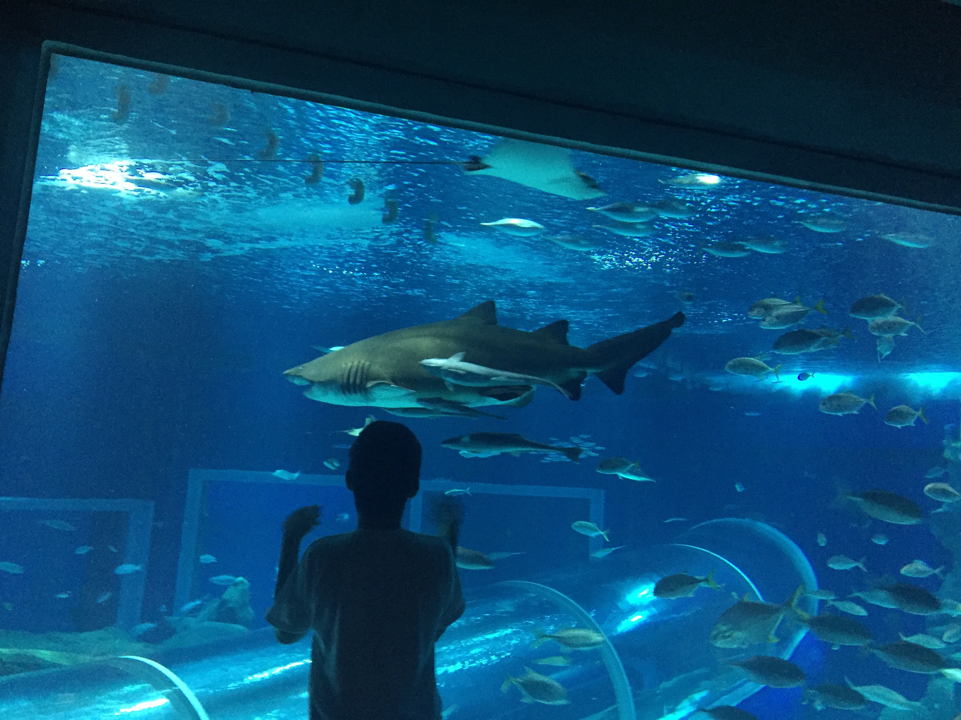 Francisco, 13 anos, encantado com o tubarão no AquaRio. Foto: Claudia Silva Jacobs